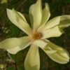 Magnolia "Gold Star"(Magnolia Gold star)
