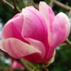 Magnolia "Pink Goblet" (Magnolia ×soulangeana)