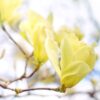 Magnolia "Yellow Lanten"(Magnolia 'Yellow Lantern)