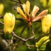 Magnolia"Golden Dream"(Magnolia Golden Dream)