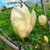 Magnolia "Yellow Lanten"(Magnolia 'Yellow Lantern)