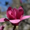 Magnolia "Pink Pyramid"(Magnolia soulangeana)