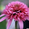 Jeżówka "Pink Double Delight" Echinacea