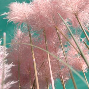 Trawa pampasowa "Pink Feather"(Cortaderia selloana)