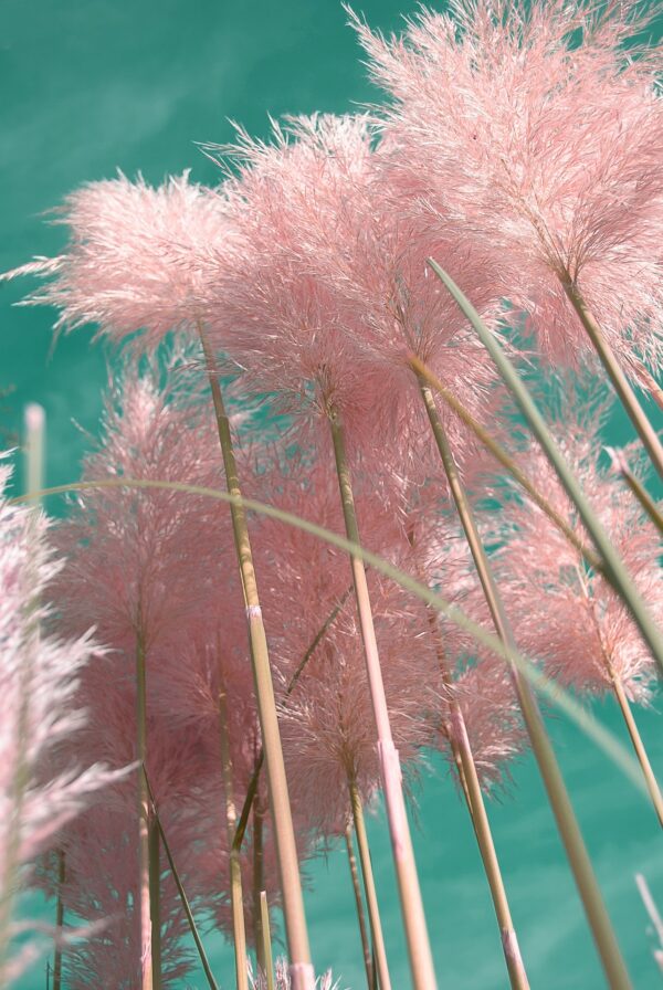 Trawa pampasowa "Pink Feather"(Cortaderia selloana)