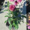 Jeżówka purpurowa "Secret Affair" różowa (Echinacea)