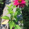 Jeżówka "Sweet Meadow Mama" różowa (Echinacea)