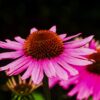 Jeżówka "Sensation Pink" różowa (Echinacea)